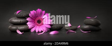 Rosa Blume und Blütenblätter mit Zen-Steinen auf schwarzem Hintergrund. Spa-Banner Stockfoto