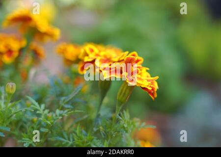 Orangefarbene gelbe Ringelblumenblüten Stockfoto