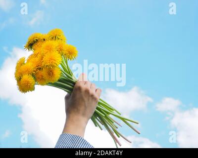 Bouquet von gelben Wildblumen in der Hand gegen den blauen Himmel. Löwenzahn im Bouquet Stockfoto