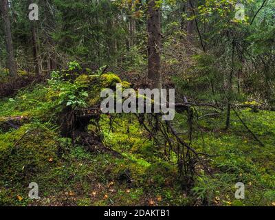 Große gefallene Baumwurzel mit dickem Moos in Taiga bedeckt. Jungfrau Flora der Wälder. Geheimnisvolle Waldatmosphäre Stockfoto