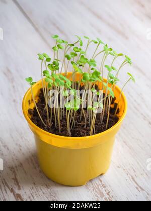 Die Triebe junger Pflanzen im Frühjahr. Der Anbau von Kulturpflanzen. Stockfoto