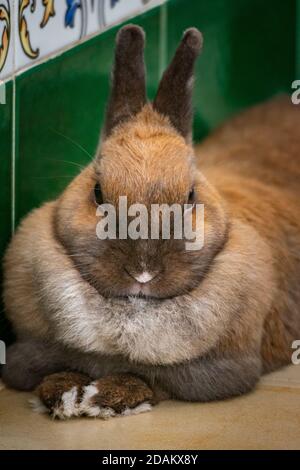Ein elegantes Bild von meinem Haustier Hase Kaninchen posiert für Ein Portrait-Foto Stockfoto
