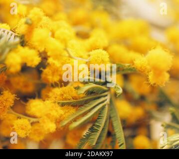 Closeup hübsche Frühling zarte gelbe Kugeln von Mimosen für glücklich Stimmung Stockfoto