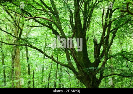 Baumkrone einer alten Buche im grünen Sommerwald. Cotentin Peninsula Normandie. Stockfoto