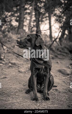 Mein Haustier Schokolade Labrador Hund Blick auf mich kleben sie Zunge raus, während man sich hinsetzt und für ein Foto in posiert Schwarz und Weiß Stockfoto