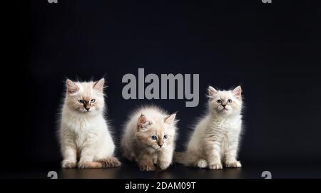 Solche verschiedenen Babys - drei Lustige Kätzchen mit leuchtend blauen Augen auf schwarzem Hintergrund. Kleine flauschige Kätzchen der Neva Maskerade Katze, Unterart Stockfoto