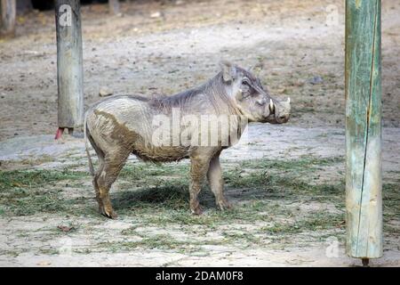 Common Warthog Female Standing Portrait Stockfoto