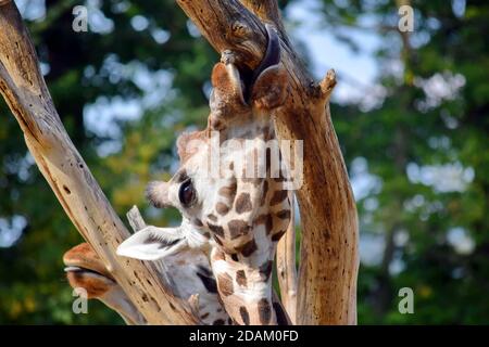 Nubian Rotschild Giraffe essen Zweig des Baumes Stockfoto