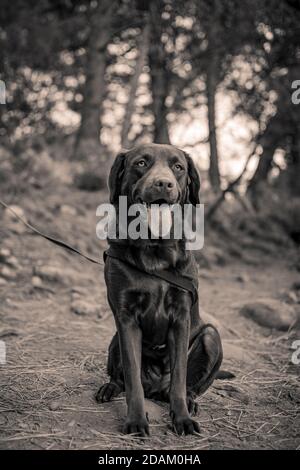 Mein Liebling Schokolade Labrador Hund schaut geradeaus und sitzt Unten posiert für ein Foto in schwarz und weiß Stockfoto