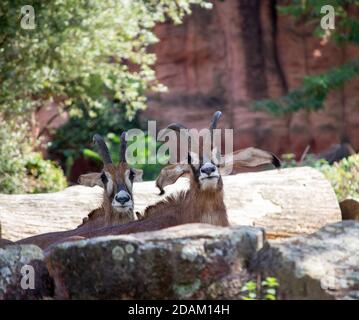 Bild von zwei Roan-Antilopen, ist eine Savanne Antilope in West-, Zentral- und Südafrika gefunden Stockfoto