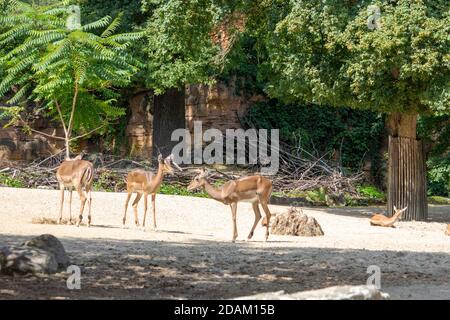 Bild aus einer Gruppe von Impalasis eine mittelgroße Antilope Gefunden im östlichen und südlichen Afrika Stockfoto