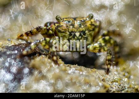 Eine kleine Strandkrabbe, die in einem kleinen Pool herumläuft Wasser bei Ebbe Stockfoto