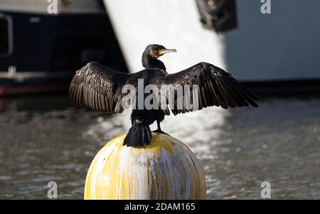 Großer Kormoran (Phalacrocorax carbo), der seine Flügel auf einer gelben schwimmenden Boje in einem Hafen ausbreitet. Flügeltrocknungsverhalten. Stockfoto