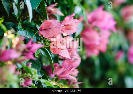 Aregua, Paraguay. März 2008. 'Santa Rita' Bougainvillea dornige Zierstöcke, Büsche, gesehen in Aregua, der Hauptstadt des Zentraldepartements, Paraguay. Stockfoto