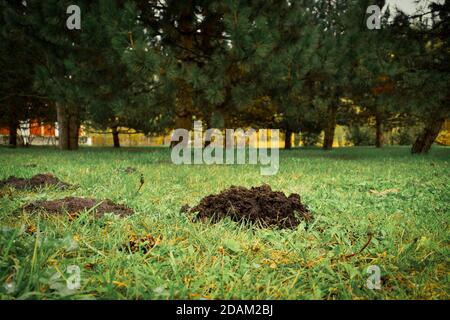 Frische Maulwurfshügel auf dem Gartenhof mit grünem Gras Vor dem Hintergrund von Kiefern - Schäden an der Garden Yard von Moles und Spitzmäusen Stockfoto