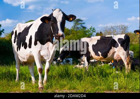 Frankreich, Indre (36), Saint-Gaultier, Bel-Air Farm, Zucht von Prim'Holstein Milchkühen Stockfoto