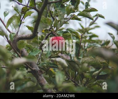 Einzelner Apfel hängt an einem Baum am Ende von Herbst Stockfoto