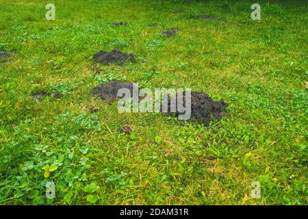 Frische Maulwurfshügel auf dem grünen Gartenhof Gras - Schäden am Garten Hof Gras von Moles Stockfoto