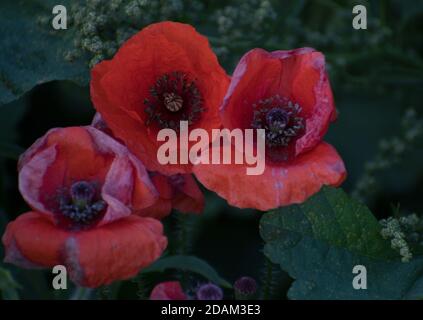 Drei wilde Mohnblumen, die spät am Straßenrand wachsen Sommer Stockfoto