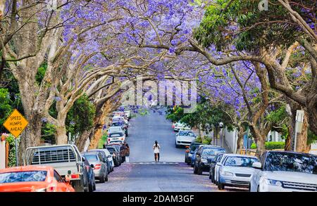 Blühende Jacaranda Bäume in Sydney Kirribilli Vorort auf einer ruhigen Straße popula Frühling Zeit Ziel für Selfies. Stockfoto