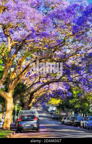 Natürliche Ache Jacaranda Bäume mit vollen blühenden Blumen in der Frühlingssaison in Sydney Stadt Wohnvorort und Straße. Stockfoto