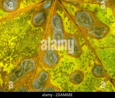 Bigleaf Ahornblatt mit Herbstfarbe. Stockfoto