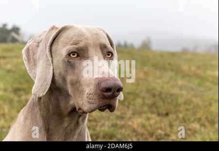 Porträt eines Weimaraner Hundes mit Herbst. Jagdhund im Nebel. Treuer Freund. Weimaraner. Stockfoto