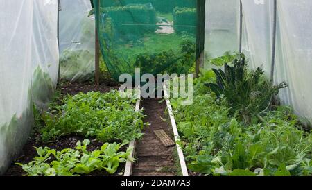 Innen von Kunststoff-Gewächshaus mit jungen frischen Gemüse wächst im Inneren Stockfoto