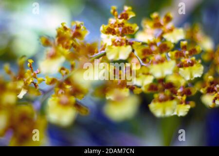 Eine abstrakte Kunst Hintergrundbild von bunten Blume in der Natur. Außerhalb des Fokus künstlerisches Bild der Natur Stockfoto