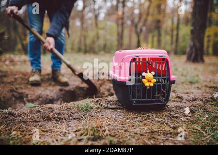 Das Thema der Beerdigung von Haustieren ist nicht legal. Der Mensch gräbt ein Loch mit Schaufel, um ein Tier im Wald zu begraben. Der Besitzer macht das Grab mit der Schaufel, gräbt Stockfoto