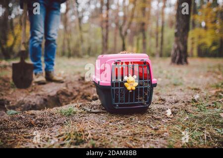 Das Thema der Beerdigung von Haustieren ist nicht legal. Der Mensch gräbt ein Loch mit Schaufel, um ein Tier im Wald zu begraben. Der Besitzer macht das Grab mit der Schaufel, gräbt Stockfoto