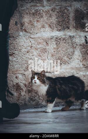 Vertikale Aufnahme einer schönen flauschigen grauen und weißen Straßenkatze, die auf eine Person aufschaut, leicht ängstlich und besorgt ist, während sie an ihr vorbeigeht Stockfoto