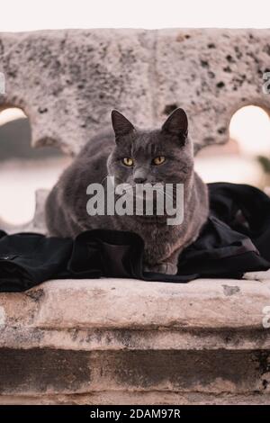 Alte böse Straßenkatze in Dubrovnik, die auf einer Jacke liegt Dass jemand auf der Steinmauer zurückgelassen hat Stockfoto