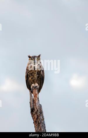 Weibchen große gehörnte Eule, Bubo virginianus, auf einem toten Baum thront. Oklahoma, USA. Stockfoto