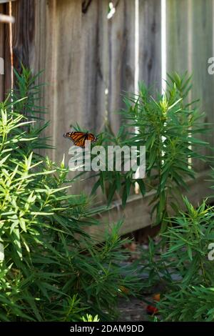 Weiblicher Monarch Schmetterling, Danaus plexippus, Eier auf Sumpfmilchkraut legen, Asclepias, Pflanze in Kansas, USA. Stockfoto