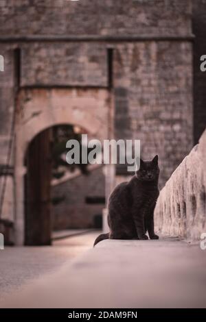 Vertikale Aufnahme einer grauen Katze, die auf einer Steinmauer steht und durch das Zaungeländer schaut. Eingang zur Stadtmauer im Hintergrund Stockfoto