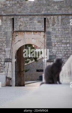 Steinhoher Eingang über einer Holzbrücke der Altstadt von Dubrovnik im Fokus, graue Katze sitzt auf der Wand verschwommen im Vordergrund Stockfoto