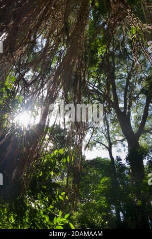 Dschungelähnliches Laub im Sacred Monkey Forest Sanctuary. Ubud Monkey Forest, Bali, Indonesien Stockfoto