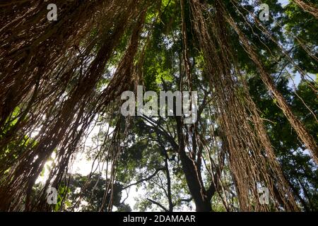 Dschungelähnliches Laub im Sacred Monkey Forest Sanctuary. Ubud Monkey Forest, Bali, Indonesien Stockfoto