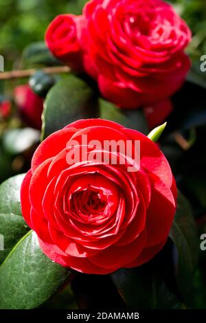 Zwei rote Kamelienblüten in voller Blüte Stockfoto