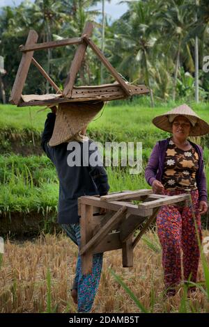 Balinesische Frauen, die in einem Reisfeld arbeiten, Bali, Indonesien Stockfoto