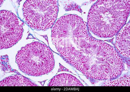 Humaner Hoden, leichte Mikrograph. Stockfoto