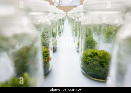 Pflanzen Sie Gewebekulturen im Labor an. Stockfoto