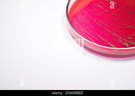 Escherichia coli Bakterien auf Blut-Agar-selektiven Medien. Stockfoto