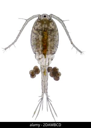 Copepod, leichte Mikrograph. Copepoden sind eine Gruppe kleiner Krebstiere, die in marinen und Süßwasser-Lebensräumen gefunden werden. Stockfoto