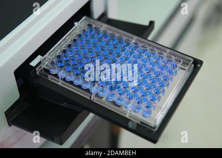 ELISA-Testplatte (Enzyme-linked Immunosorbent Assay). ELISA verwendet Antikörper, um eine Substanz, in der Regel ein Protein, in einer Probe nachzuweisen. Stockfoto