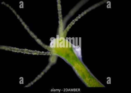Hydra, leichte Mikrograph. Hydra sind kleine Süßwassertiere des Stammes Cnidaria und der Klasse Hydrozoa. Stockfoto