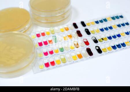 Bakterienidentifikationstests zur Identifizierung von Gram-positiven und Gram-negativen Bakterien und Hefen. Stockfoto