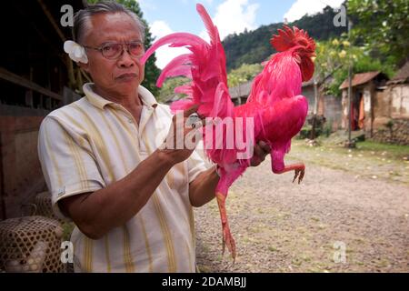 Indonesischer Mann hält 2 farbige Hahnentürme in den Händen. Hahnenkampf. Tenganan Pegringsinga, Bali, Indonesien Stockfoto