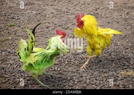 2 farbige Herzmuscheln. Scheincockfighting. Tenganan Pegringsinga, Bali, Indonesien Stockfoto